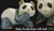 Familie Pandabär - DeRosa Rinconada Babypandabär mit Blatt f303