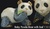 Bear panda family - DeRosa Rinconada baby panda bear with leaf f303