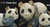 Bear panda family - DeRosa Rinconada panda bear f102