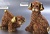 Family of brown dogs - DeRosa Rinconada F189 + F389