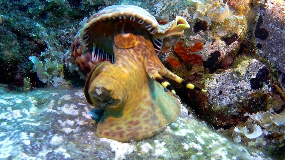 Charonia tritonis - Mundo marino 