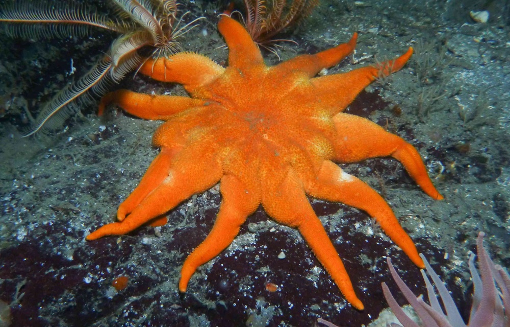 Morning Sun Star - Sea World 