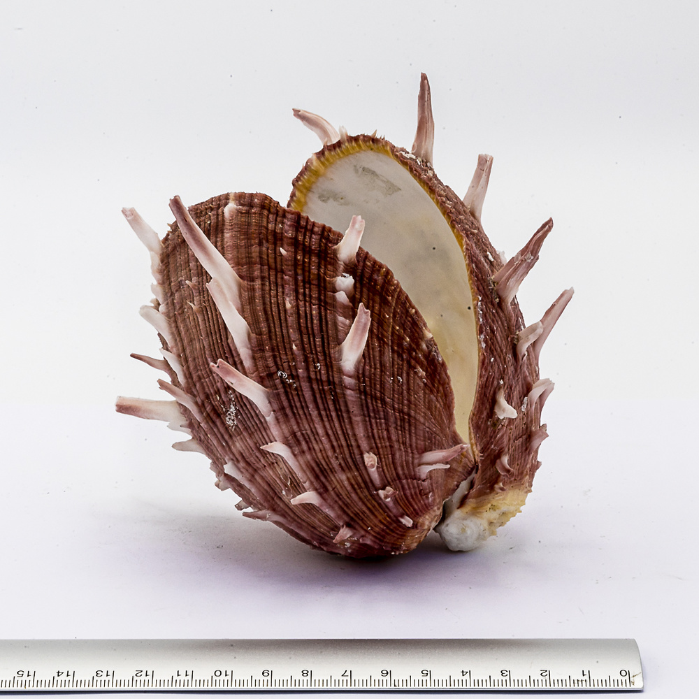 Spondylus regius – Meereswelt 