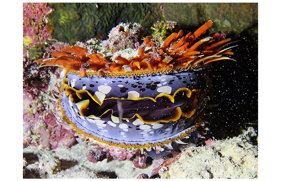 Spondylus regius- Marine world 