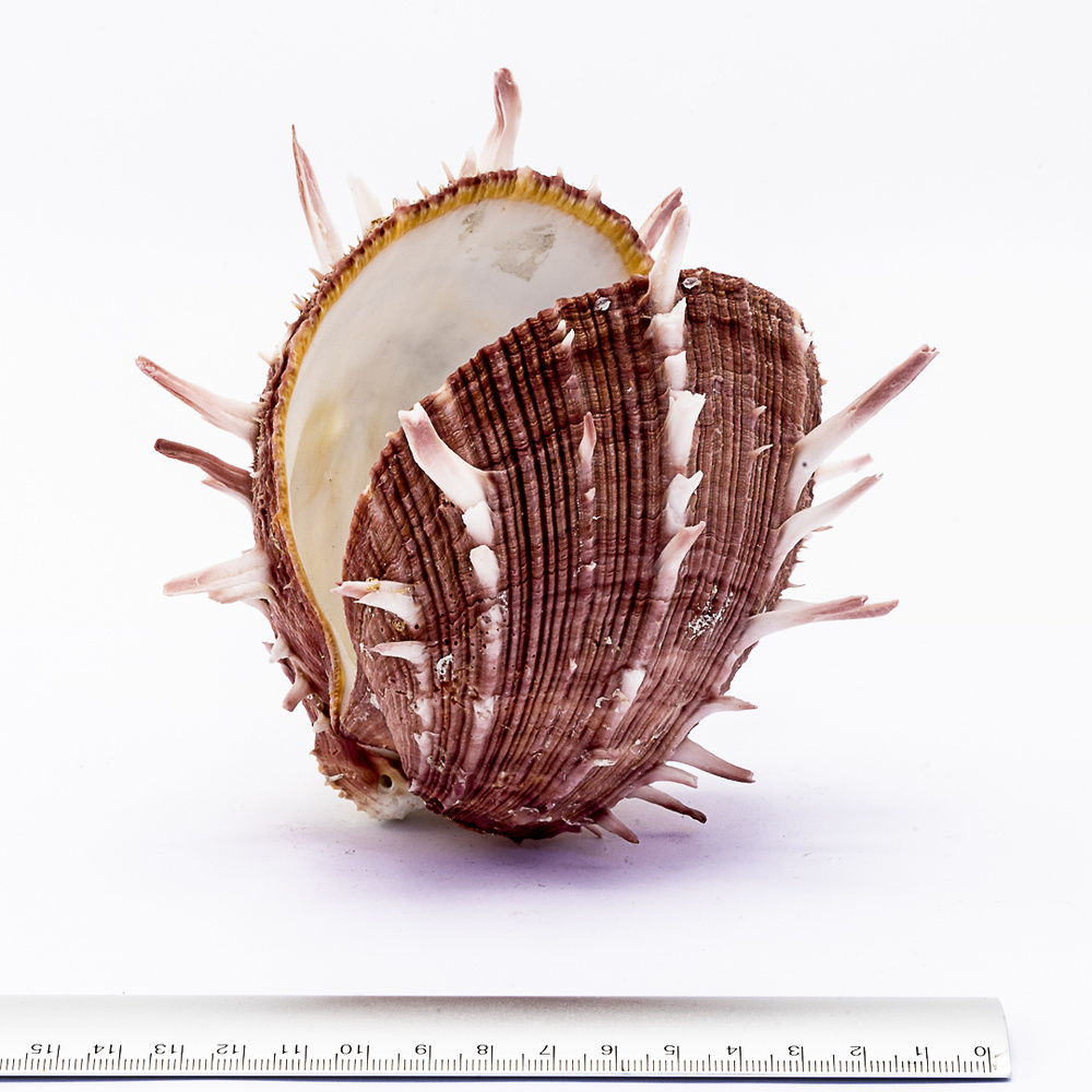 Spondylus regius - Mundo marino 