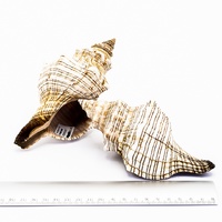 Fasciolaria trapezium 12 cm approx - Marine world